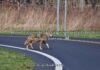 Funny Coyote Puns & Jokes One Liner Funny Coyote Puns & Jokes One Liner