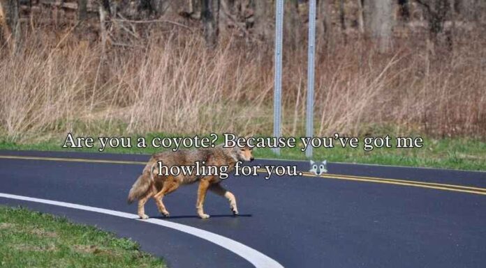 Funny Coyote Puns & Jokes One Liner Funny Coyote Puns & Jokes One Liner