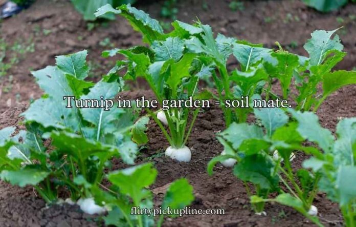 Turnip Puns and Jokes