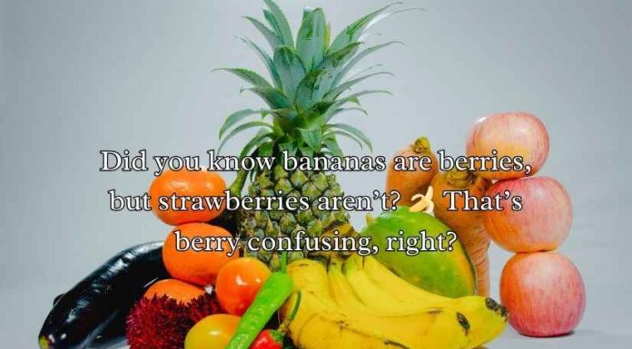 Juicy Fruit Jokes Juicy Fruit Jokes