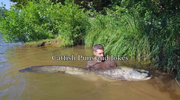 Catfish Puns and Jokes Catfish Puns and Jokes