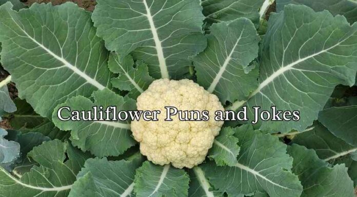 Cauliflower Puns and Jokes Cauliflower Puns and Jokes