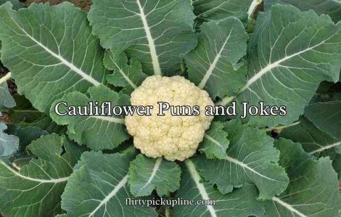 Cauliflower Puns and Jokes