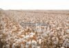 Cotton Puns Cotton Puns