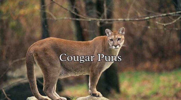 Cougar Puns Cougar Puns
