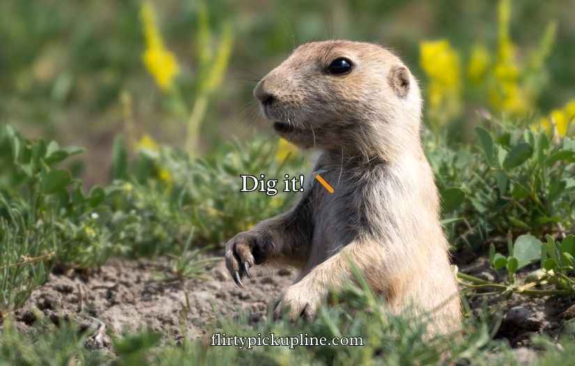 Gopher Puns