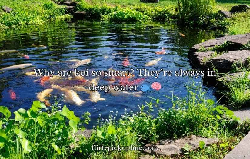 Koi Fish Puns and Jokes