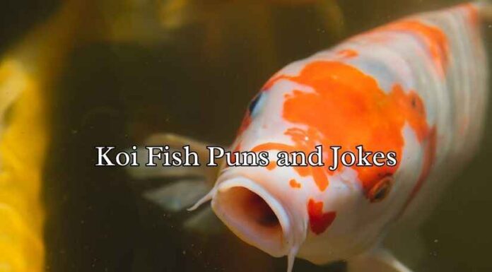 Koi Fish Puns and Jokes Koi Fish Puns and Jokes