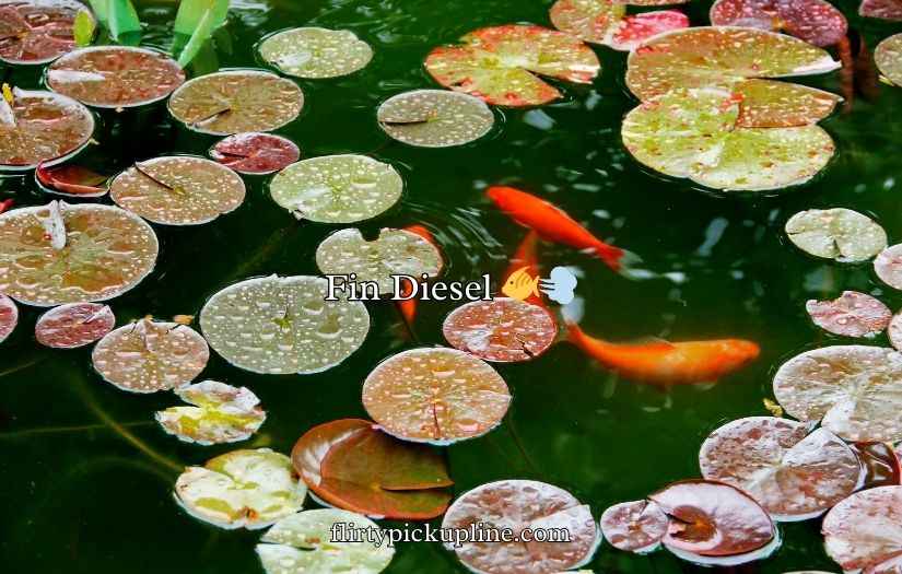 Koi Fish Puns and Jokes