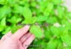 Mint Puns Mint Puns