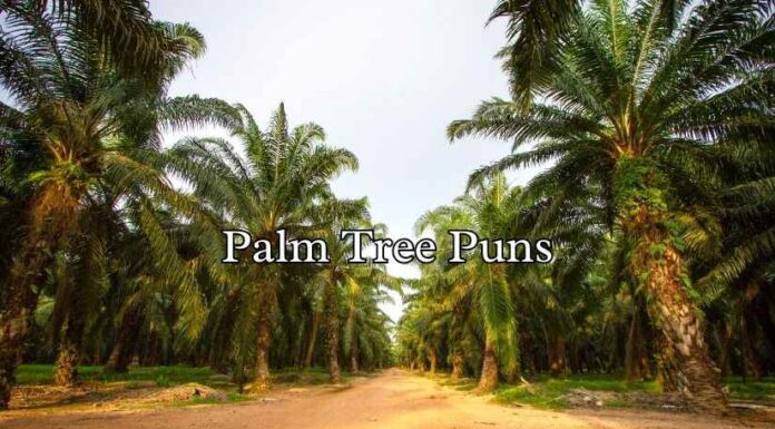 Palm Tree Puns Palm Tree Puns