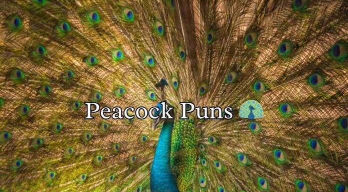 Peacock Puns Peacock Puns