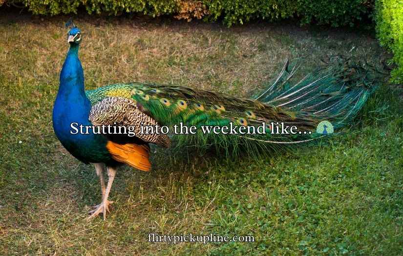 Peacock Puns