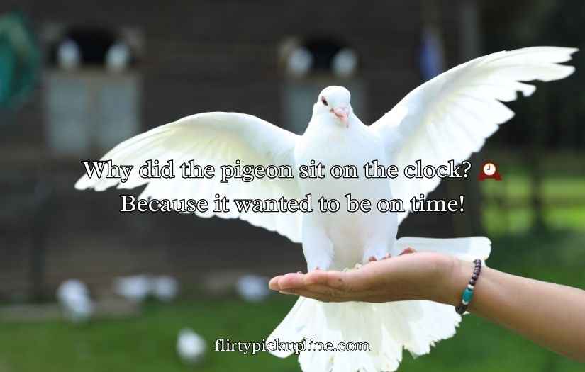 Pigeon Puns and Jokes