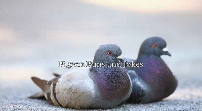 Pigeon Puns and Jokes Pigeon Puns and Jokes