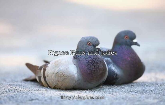 Pigeon Puns and Jokes Pigeon Puns and Jokes