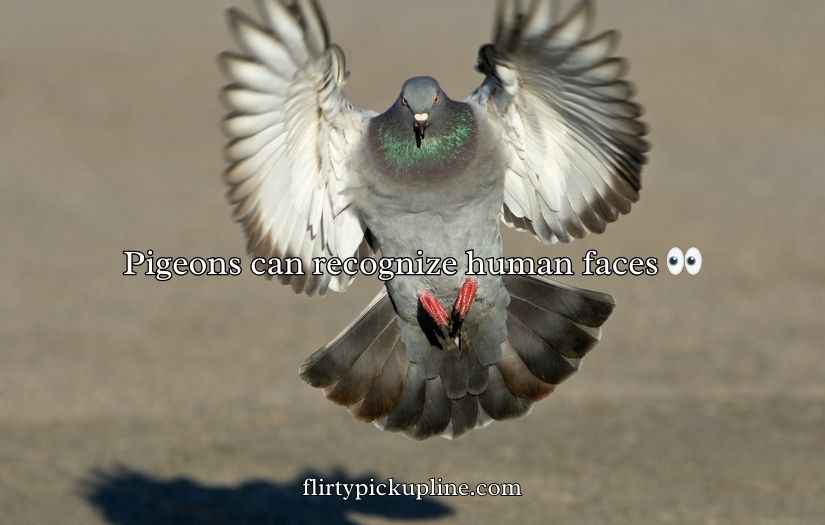 Pigeon Puns and Jokes