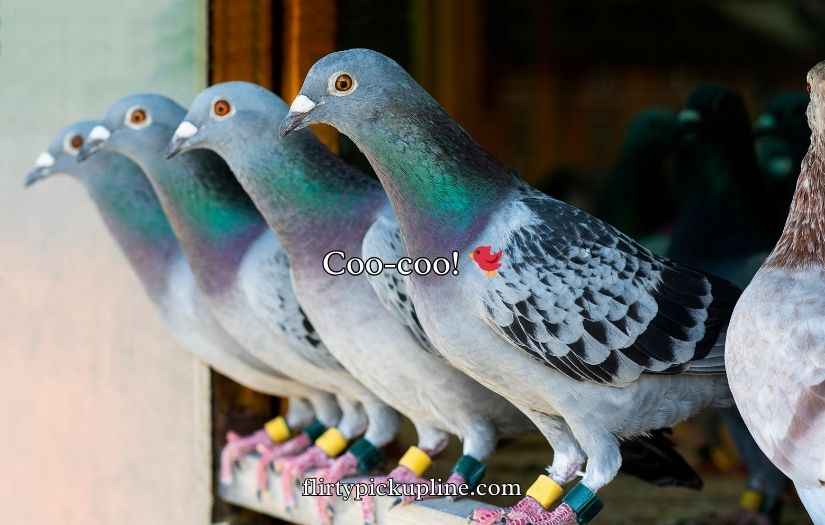 Pigeon Puns and Jokes