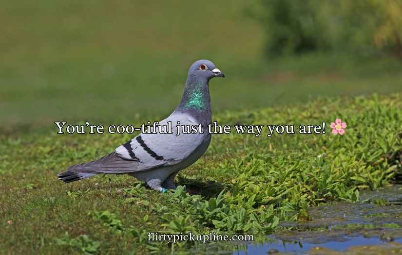 Pigeon Puns and Jokes