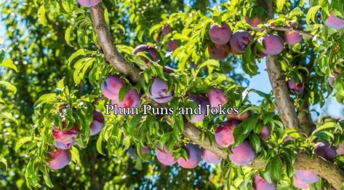 Plum Puns and Jokes Plum Puns and Jokes