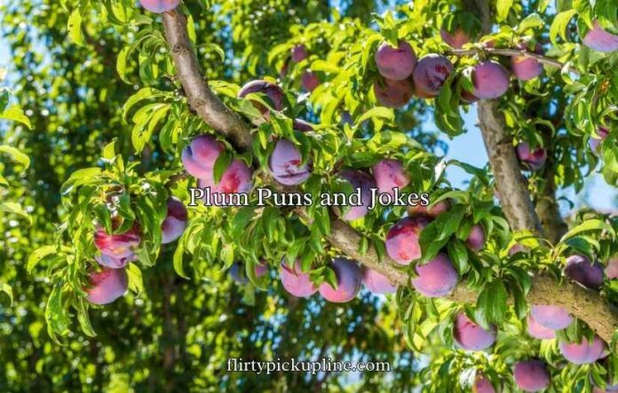 Plum Puns and Jokes