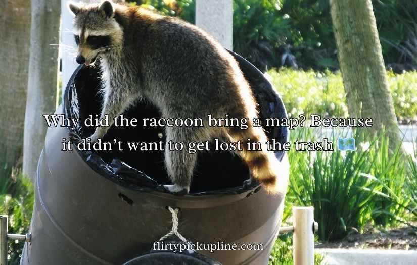 Raccoon Puns Jokes Humor