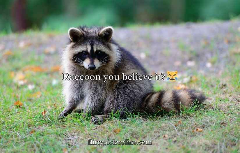 Raccoon Puns Jokes Humor
