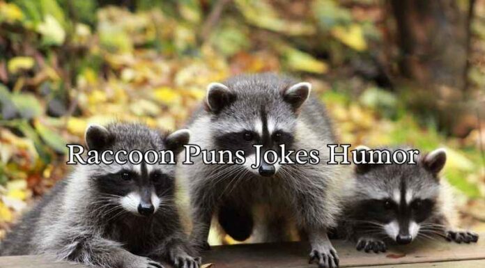 Raccoon Puns Jokes Humor Raccoon Puns Jokes Humor