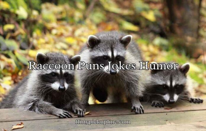 Raccoon Puns Jokes Humor Raccoon Puns Jokes Humor