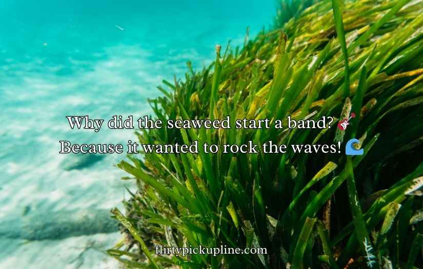 Seaweed Puns And Jokes
