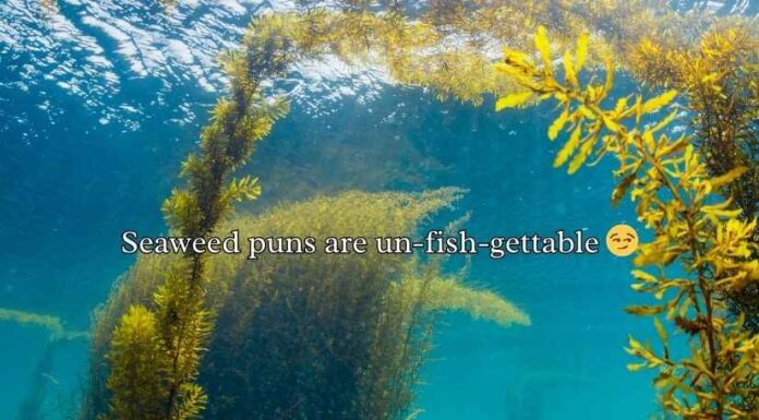 Seaweed Puns And Jokes Seaweed Puns And Jokes