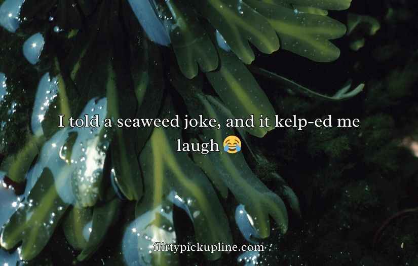 Seaweed Puns And Jokes