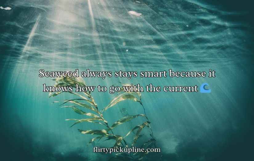 Seaweed Puns And Jokes