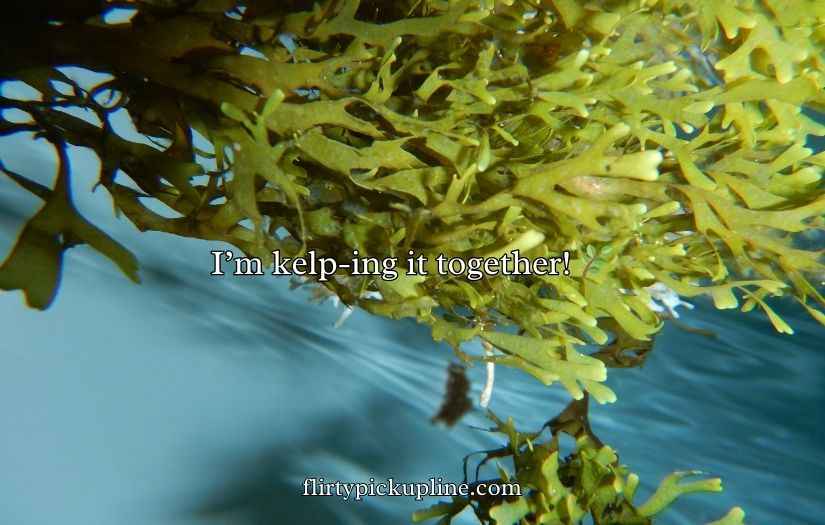 Seaweed Puns And Jokes