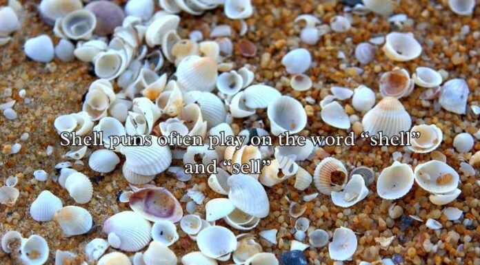 Shell Puns and Jokes Shell Puns and Jokes