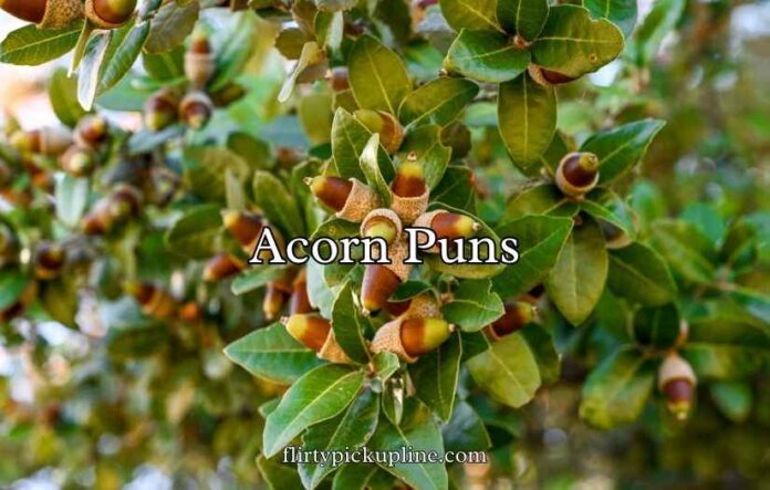 Acorn Puns Acorn Puns