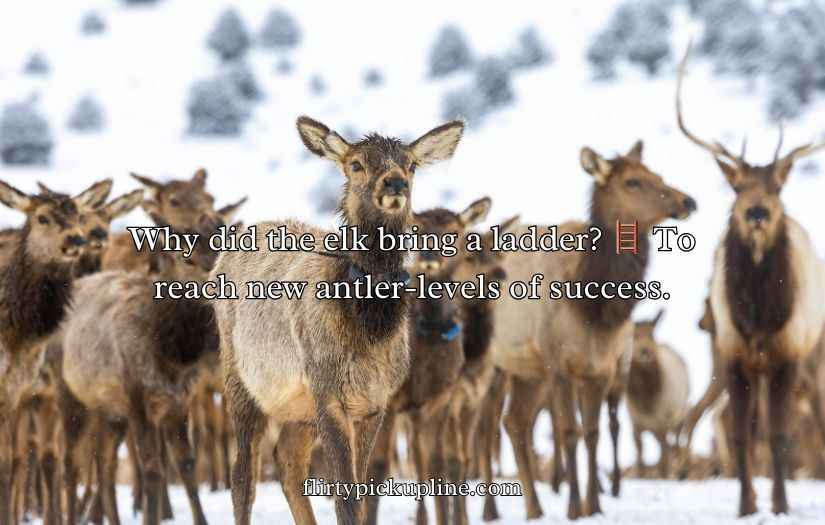 Elk Jokes Puns