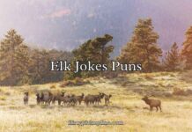 Elk Jokes Puns Elk Jokes Puns