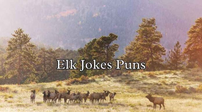 Elk Jokes Puns Elk Jokes Puns
