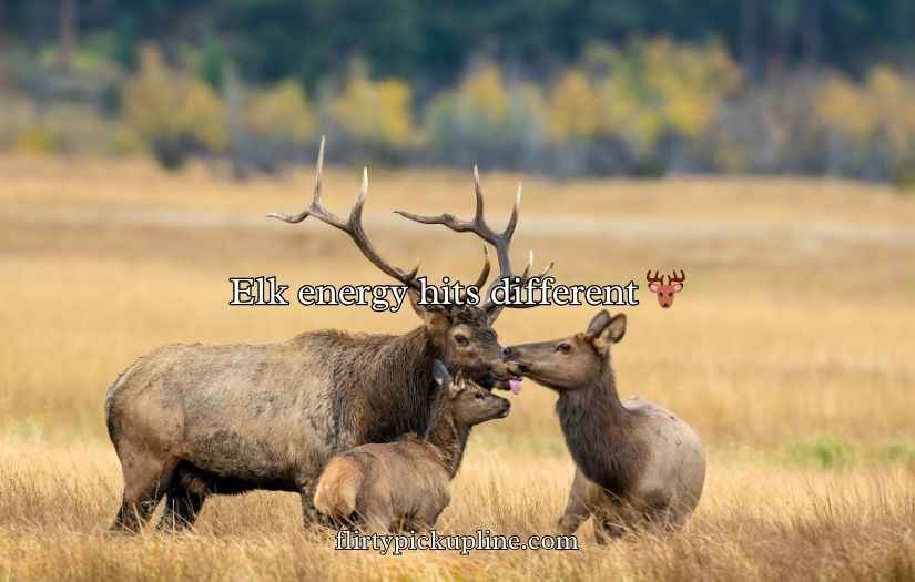 Elk Jokes Puns