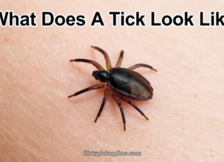 What Does A Tick Look Like What Does A Tick Look Like