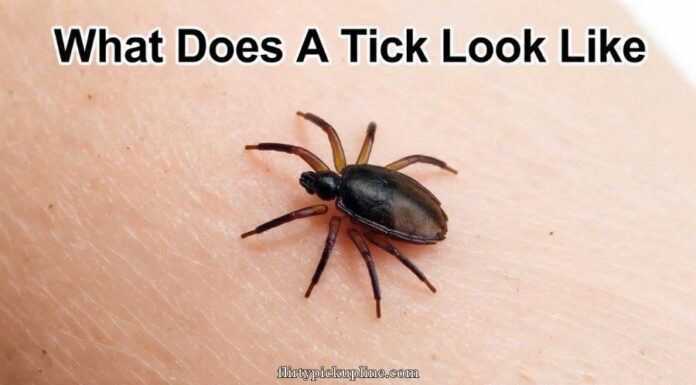 What Does A Tick Look Like What Does A Tick Look Like