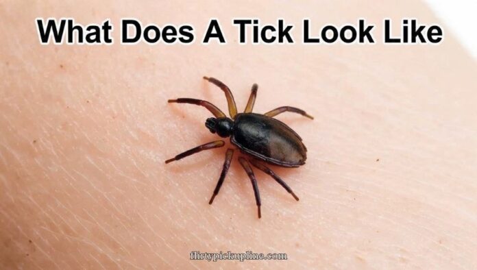 What Does A Tick Look Like