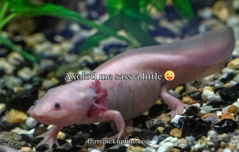 Funny Axolotl Puns
