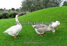Goose Pickup Lines Goose Pickup Lines