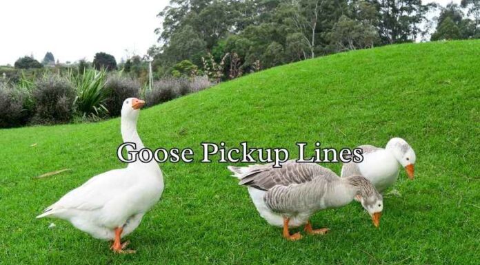 Goose Pickup Lines Goose Pickup Lines