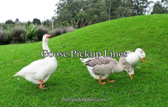 Goose Pickup Lines