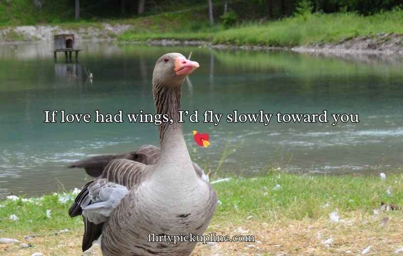 Goose Pickup Lines