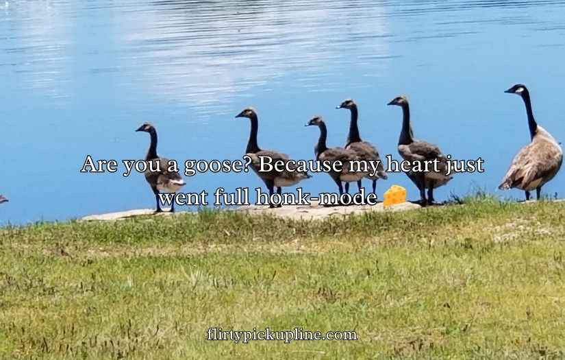 Goose Pickup Lines