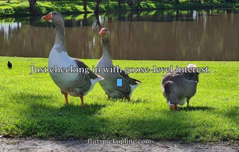 Goose Pickup Lines